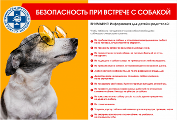 Безопасность при встрече с собакой